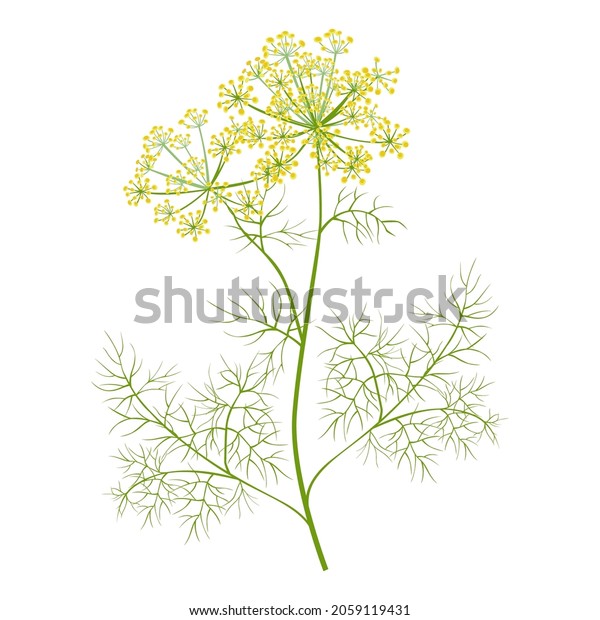 Dill Greenery Isolated On White Background Stock Vector (Royalty Free ...