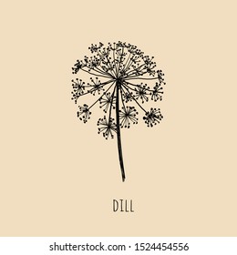 Dill Hand Drawing. Dill Herb Vector Illustration. Dill Sketch