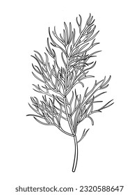 Dill hand drawn. Bunch of dill herb ink sketch retro vector illustration