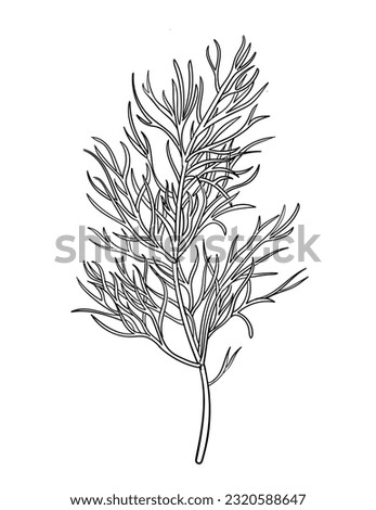 Dill hand drawn. Bunch of dill herb ink sketch retro vector illustration