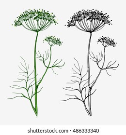Dill. Hand drawn sketch. linear and color version