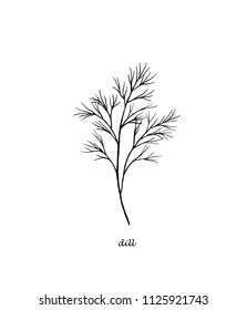 Dill hand drawn vector image