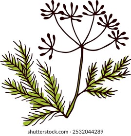 Dill herb drawing. Fresh green natural plant