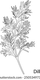 Dill Herb Garden concept, popular culinary herbs. For cosmetics, store, health care, tag label, food design, Hand drawn in thin line style