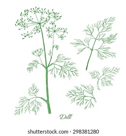 Dill herb with green leaf and flower isolated on white background. 
Hand drawn sketch. Vector illustration.