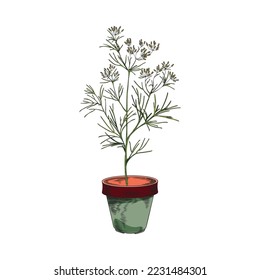 Dill herb planted in ceramic pot, hand drawn sketch style vector illustration isolated on white background. Dill plant growing as kitchen home herb in flowerpot.