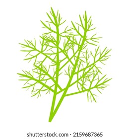 Dill  herb vector icons. Illustration on a transparent background.