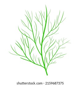 Dill  herb vector icons. Illustration on a transparent background.