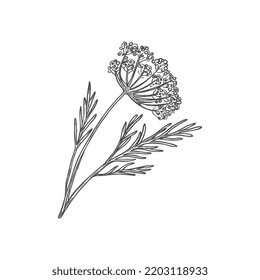 Dill herb or wild fennel branch with flowering herb isolated monochrome sketch icon. Vector perennial plant, annual herb, flavoring spicy food condiment. Aromatic flavorful stem used in cookery