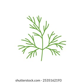 Dill ilustração. Erva, especiarias Culinárias, condimento para refeição. Vetor