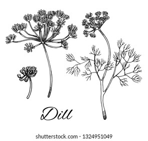 Dill ink hand drawn set. Branch with leaves and flowers. Retro botanical line art. Medical herb and spice. Vintage  raw Dill culinary sketch. Herbal vector illustration isolated on white background