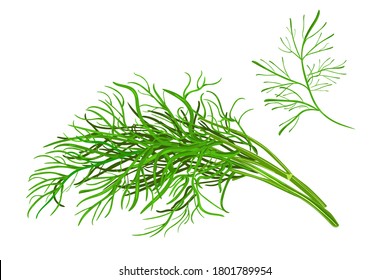 Dill  isolated on white background. Fresh bunch dill. Dill weed twig for menu, packaging, cooking book, web, label design. Spicy aromatic annual herbs are grown in the garden.Stock vector illustration