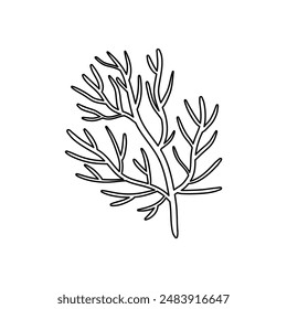 Dill  isolated on white background. Vector  herbs in cartoon clip art , outline. 