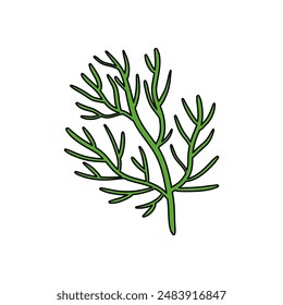 Dill  isolated on white background. Vector  herbs in cartoon clip art , outline. 