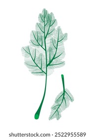 Dill isolado no fundo branco. Dois cachos novos. Dill galho de ervas daninhas para menu, embalagem, livro de culinária, web, design de etiqueta. No jardim, cultivam-se ervas aromáticas anuais especiadas.