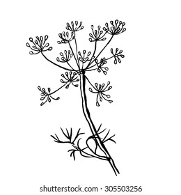 dill  isolated on white background. Hand drawn vector illustration, sketch. Elements for design.