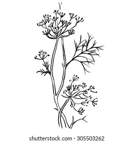 dill  isolated on white background. Hand drawn vector illustration, sketch. Elements for design.