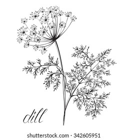 Dill. Kitchen Herbs And Spices. Hand Drawn Vector Illustration