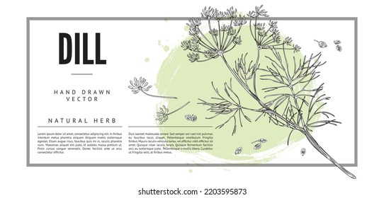 Dill natural spice and aromatic medicinal plant label or banner design, hand drawn vector illustration on white background. Banner with branch of dill in vintage style.