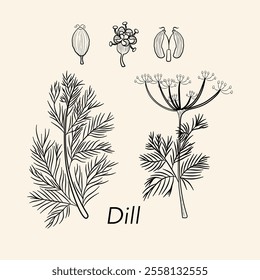 Dill on brown background. Fresh bunch dill. Dill weed twig for menu, packaging, cooking book, web or label design vector illustration in flat style.