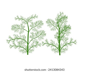 Dill on a white background.