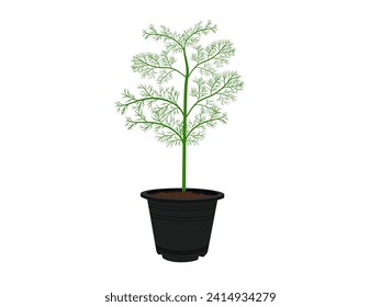 Dill on a white background.
