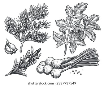 Dill, parsley, chives, rosemary, garlic, peppercorns. Set of spicy spices for food cooking. Sketch vector illustration svg