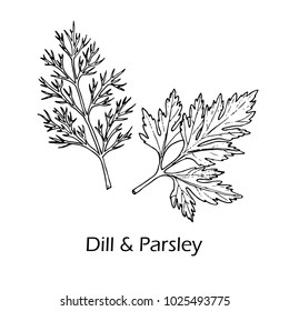 Dill and parsley culinary and aromatic herbs. Vector illustration