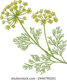 Dill Plant Colored Detailed Illustration