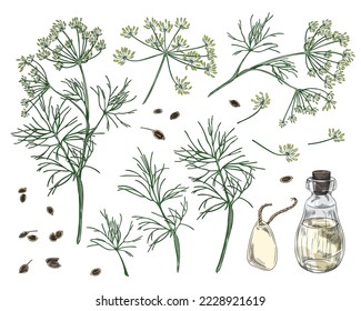 Dill plant different parts and dill oil in bottle, sketch vector illustration isolated on white background. Set of decorative botanical elements for food packs.