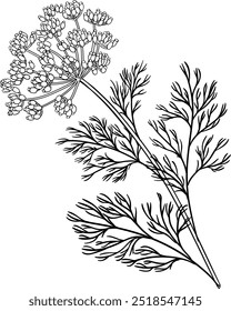 Dill Plant with Flowers Outline Illustration