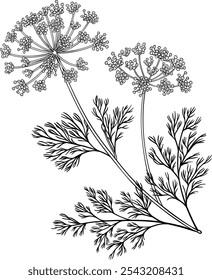 Dill Plant with Flowers Outline Illustration