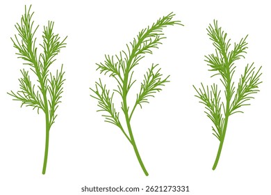 Dill plant green branches  vector illustration isolated on white background. Set of edible greenery. Culinary herb. Hand drawn art of vegetable for print and web
