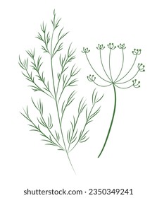 Dill plant, hand drawn vector illustration in flat design