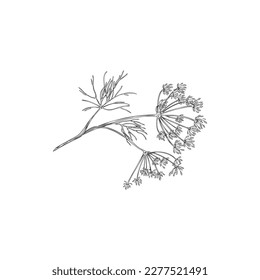 Dill plant inflorescences outline monochrome hand drawn vector illustration isolated on white background. Dill herb blooming one twig or branch in sketch style.