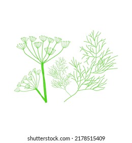 Dill Plants illustration. Doodle fennel organic product sketch. Dill isolated on white background. vector illustration