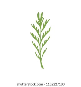 Dill salad rosemary leaf, vegetarian healthy food, organic culinary aromatic herb vector Illustration on a white background