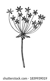 Dill seeds. Beautiful black and white hand-drawn image. Idea for decoration, rigid creativity, educational materials.