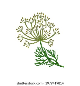 Dill seeds spice vector realistic colored botanical illustration. Product to prepare delicious and healthy food. Isolated on white background.