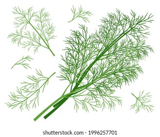 Dill. A set of bunch and twigs of dill. Vector image isolated on white background.