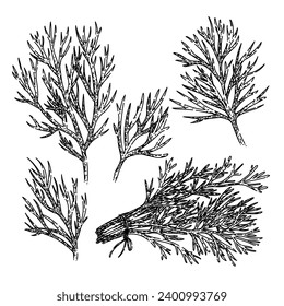 dill set hand drawn. plant herb, ingredient fresh, herbal seasoning dill vector sketch. isolated black illustration
