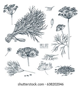 Dill set. Hand drawn sketch collection with greens, bunch, branch, flower, inflorescence, seeds. Vector illustration on white background.