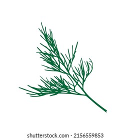 Dill Sprig Isolated. Fresh Fennel Twig, Herb Plant Icon, Macro Photo Of Fragrant Dill Twig Vector Illustration