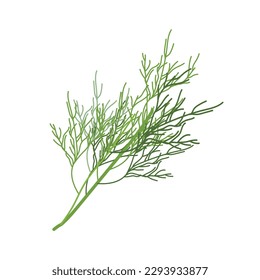 Dill sprig isolated on white background. Dill for menu, packaging, cookbook, web, label design. Spicy fragrant annual herbs are grown in the garden. Vector illustration