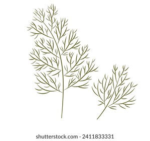 Dill sprig isolated on white background. Dill for menu, packaging, cookbook, web, label design. Spicy fragrant annual herbs are grown in the garden. Vector illustration