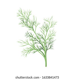 Dill Twig as Kitchen Herb for Cooking Vector Element