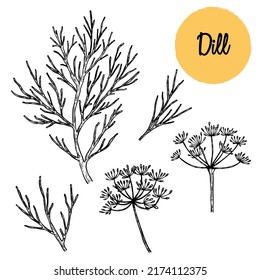Dill vector hand drawn illustration set. Isolated spice object. Engraved style seasoning. Detailed organic product sketch. Cooking flavor ingredient