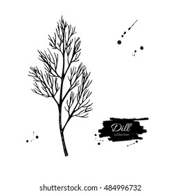Dill vector hand drawn illustration. Isolated spice object. Engraved style seasoning. Detailed organic product sketch. Cooking flavor ingredient. Great for label, sign, icon