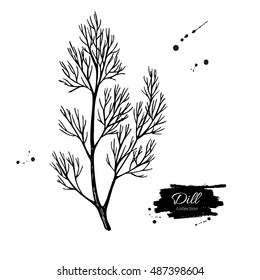 Dill vector hand drawn illustration. Isolated spice object. Engraved style seasoning. Detailed organic product sketch. Cooking flavor ingredient. Great for label, sign, icon