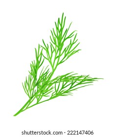 Dill, Vector Illustration